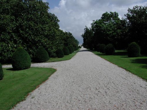 Ingresso Chateau Mouton Rothschild. - Il lunghissimo viale alberato che accoglie i visitatori della proprietà.